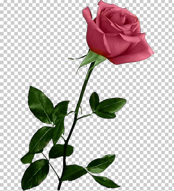 Pink Flower Cabbage Rose China Rose French Rose PNG, Clipart, Branch, China Rose, Cicek Resimleri, Cut Flowers, Floribunda Free PNG Download