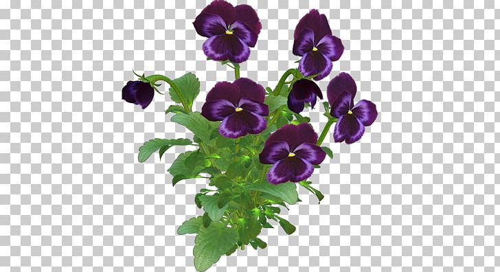 Sirôtka Pansy Flower PNG, Clipart, Annual Plant, Flower, Flower Bouquet, Flowering Plant, Laptop Free PNG Download