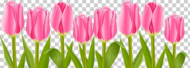 Tulip Flower PNG, Clipart, Bud, Clip Art, Computer Icons, Download, Flower Free PNG Download
