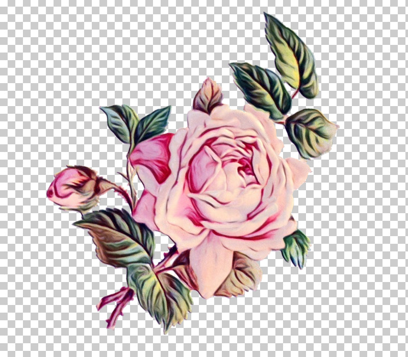 Garden Roses PNG, Clipart, Cut Flowers, Drawing, Floral Design, Flower, Flower Bouquet Free PNG Download