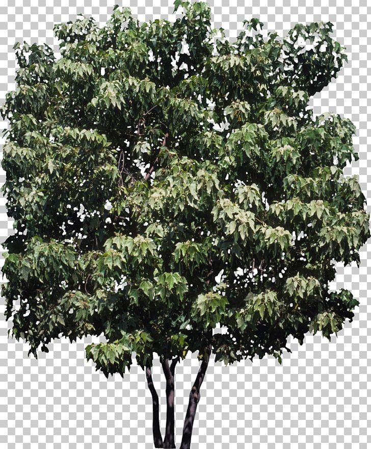 Candlenut State Tree Plant Hawaii PNG, Clipart, Aleurites, Branch, Bush, Candlenut, Evergreen Free PNG Download