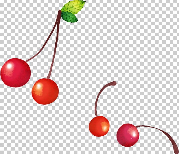 Cherry Fruit PNG, Clipart, Auglis, Cerise, Cherry, Cherry Blossom, Concepteur Free PNG Download