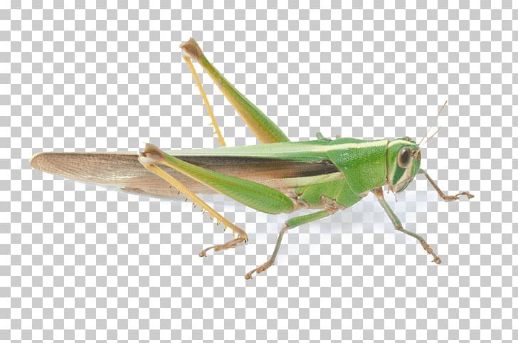 Grasshopper Locust Insect Invertebrate PNG, Clipart, Arthropod, Cricket, Cricket Like Insect, Fauna, Grasshopper Free PNG Download