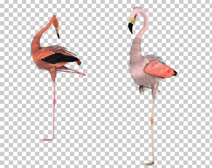 Greater Flamingo Water Bird PNG, Clipart, American Flamingo, Animal, Animals, Art, Beak Free PNG Download