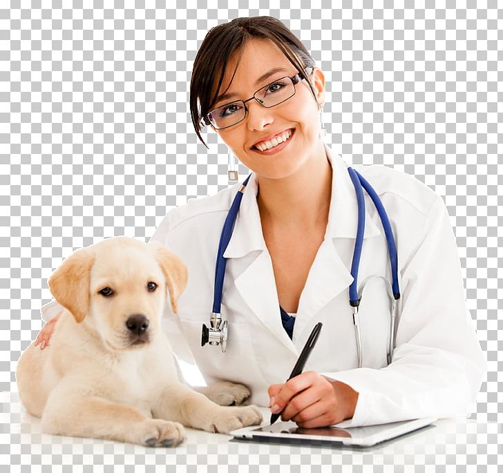 Labrador Retriever Puppy Veterinarian Cat Pet PNG, Clipart, Aging In Dogs, Animal, Animals, Carnivoran, Companion Dog Free PNG Download