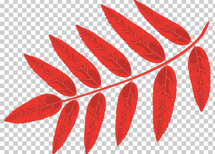 Mountain-ash Leaf Digital PNG, Clipart, Acorn, Autumn, Blog, Diary, Digital Image Free PNG Download