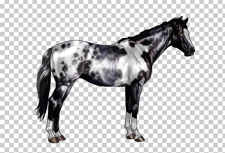 Appaloosa Horse Markings Roan Chestnut Equine Coat Color PNG, Clipart, Bay, Black, Chestnut, Colt, Equine Coat Color Free PNG Download