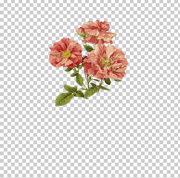 Arthur Harry Church: The Anatomy Of Flowers PNG, Clipart, Art, Cut Flowers, Floral Design, Flower, Flowering Plant Free PNG Download
