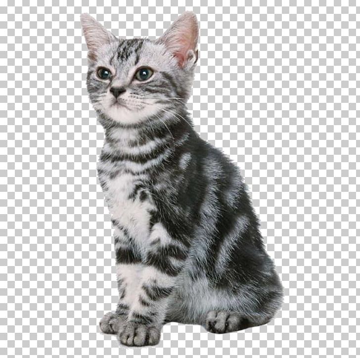 Cat Kitten Dog Puppy Pet PNG, Clipart, Animal, Animals, Animal Shelter, Asian, Bed Free PNG Download