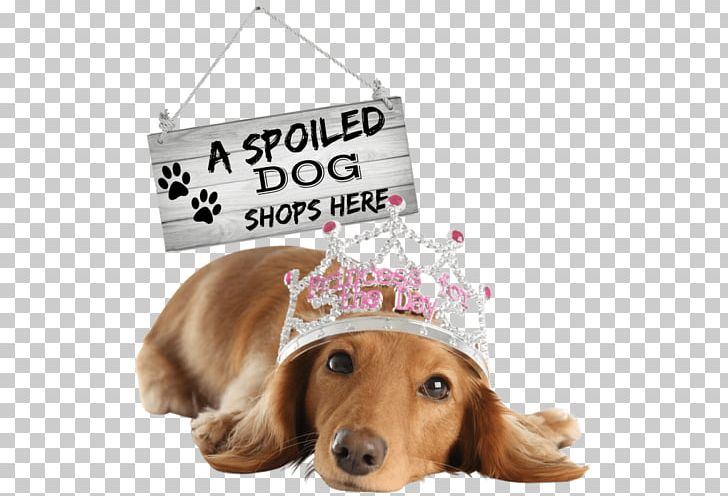 Dachshund Golden Retriever Puppy Cat Pet Sitting PNG, Clipart, Animals, Carnivoran, Cat, Companion Dog, Dachshund Free PNG Download