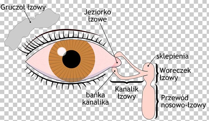 Dry Eye Syndrome Lacrimal Gland Lacrimal Sac Tears Lacrimal Apparatus PNG, Clipart, Anatomy, Area, Cartoon, Cheek, Conjunctiva Free PNG Download