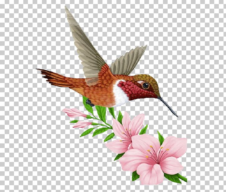 Encapsulated PostScript PNG, Clipart, Beak, Bird, Cari, Download, Encapsulated Postscript Free PNG Download