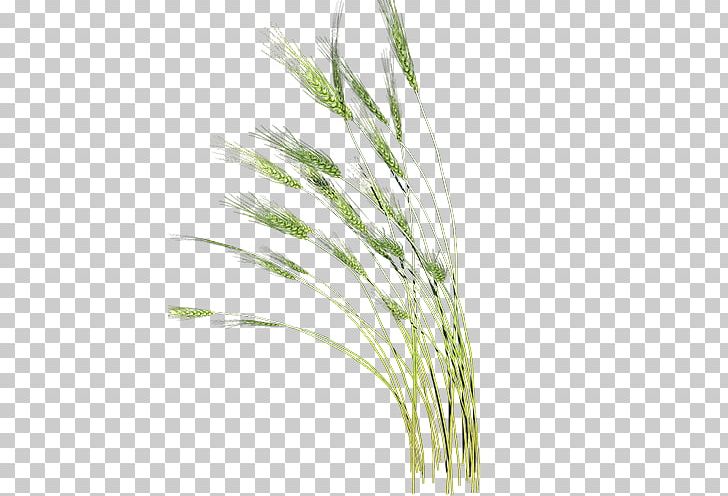 Png Material Food Leaf PNG, Clipart, Background Green, Commodity, Encapsulated Postscript, Food, Grass Free PNG Download