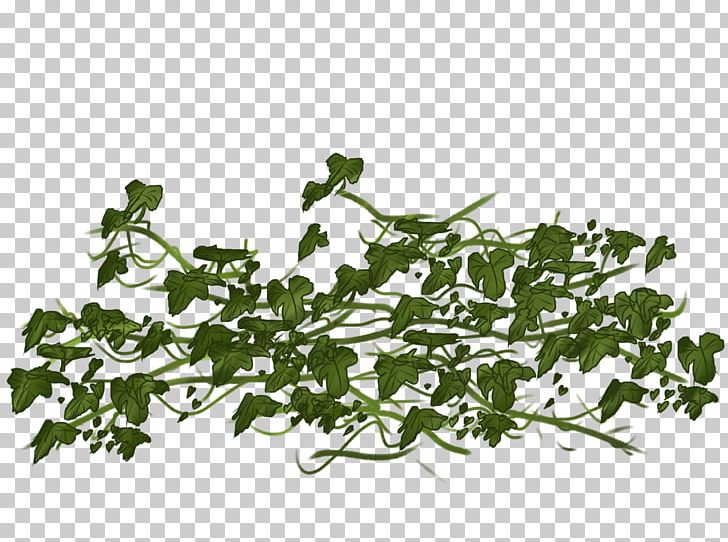 Vine Ivy PNG, Clipart, Bitmap, Branch, Clip Art, Flora, Flower Free PNG Download