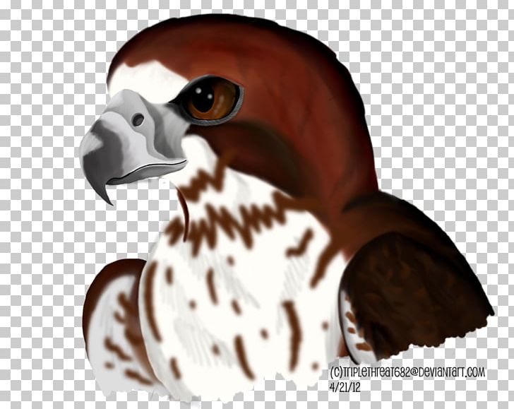 Beak Bird Of Prey Snout PNG, Clipart, Beak, Bird, Bird Of Prey, Fauna, Neck Free PNG Download