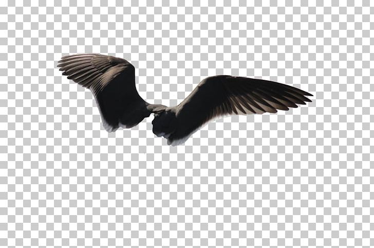 Bird Wing Gulls Bald Eagle PNG, Clipart, Accipitriformes, Animals, Bald Eagle, Beak, Bird Free PNG Download