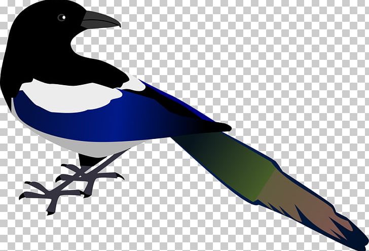 Eurasian Magpie PNG, Clipart, Australian Magpie, Beak, Bird, Bird Clipart, Clipart Free PNG Download