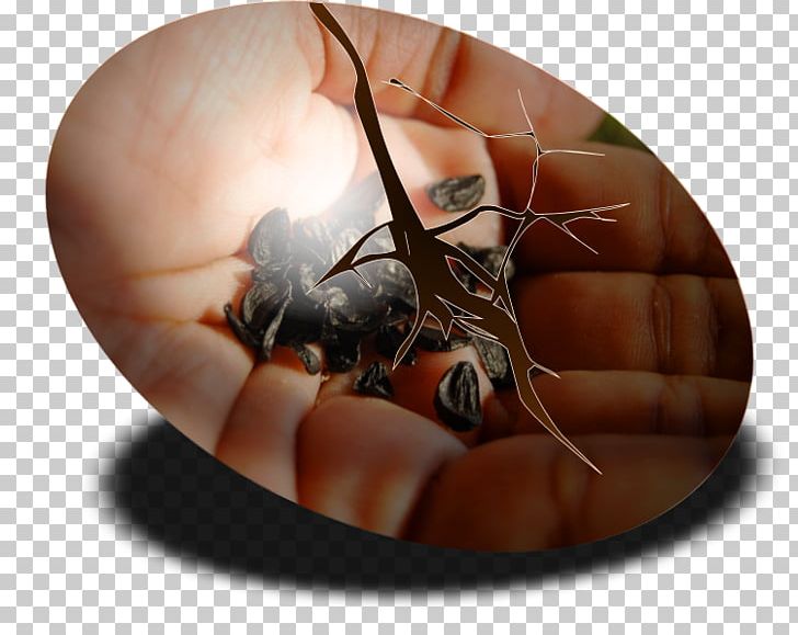 Insect Pest Membrane PNG, Clipart, Animals, Arthropod, Insect, Invertebrate, Membrane Free PNG Download