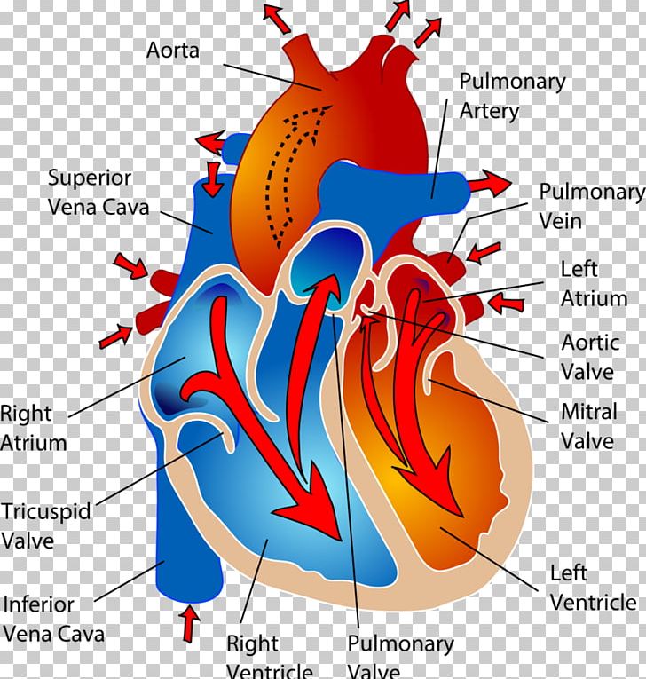 The Cardiovascular System Circulatory System Heart Human Body Anatomy PNG, Clipart, Anatomy, Art, Blood, Cardiac Arrest, Cardiology Free PNG Download