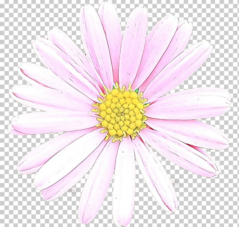 Daisy PNG, Clipart, Barberton Daisy, Chamomile, Daisy, Daisy Family, Flower Free PNG Download