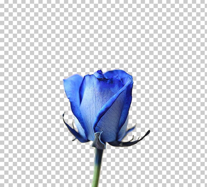 Blue Rose Garden Roses Cut Flowers Gardening PNG, Clipart, Blue, Blue Rose, Bud, Closeup, Color Free PNG Download