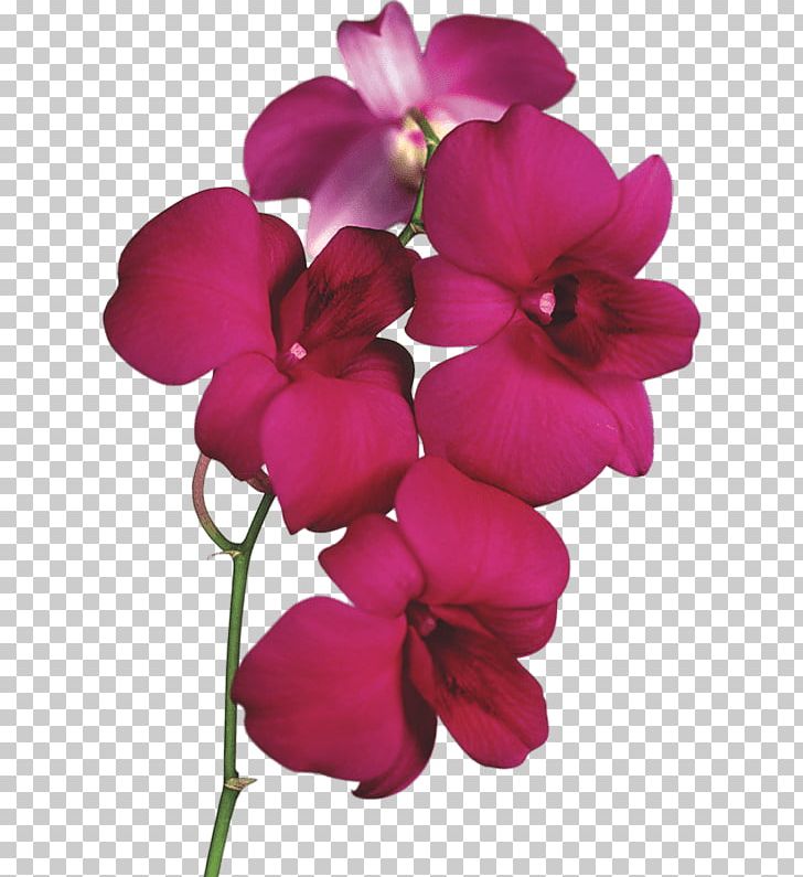 Orchid On Branch PNG, Clipart, Flowers, Nature, Orchid Free PNG Download