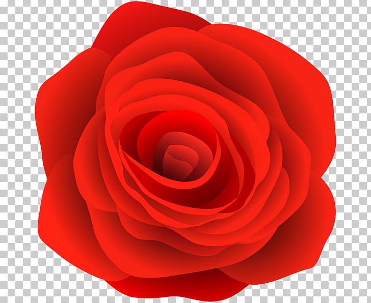 Rose PNG, Clipart, Rose Free PNG Download