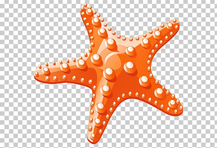 Starfish PNG, Clipart, Adobe Illustrator, Animals, Balloon Cartoon, Beach, Boy Cartoon Free PNG Download