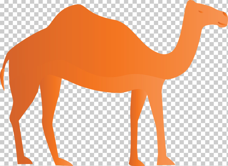 Arabic Culture PNG, Clipart, Arabic Culture, Biology, Camels, Dromedary, Horse Free PNG Download