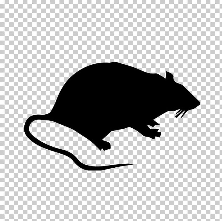 Brown Rat Rodent Mouse Pest Control PNG, Clipart, Animals, Beaver, Black And White, Brown Rat, Carnivoran Free PNG Download