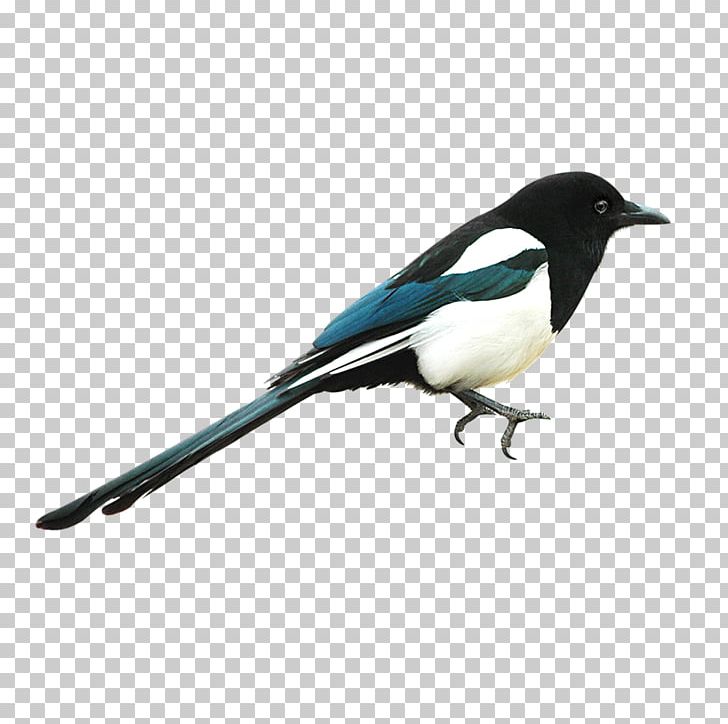 Eurasian Magpie Bird PNG, Clipart, Animals, Asuka, Beak, Bird, Bird Bird Free PNG Download