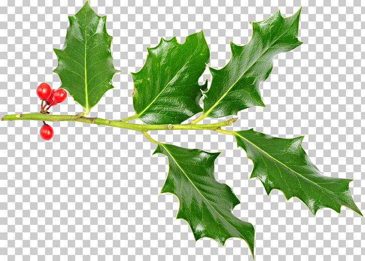 Holly Tree Twig Leaf Plant Stem PNG, Clipart, Aquifoliaceae, Aquifoliales, Branch, Branching, Flowering Plant Free PNG Download