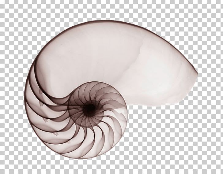 Nautilidae Seashell Chambered Nautilus Mollusc Shell Spiral PNG, Clipart, Ammonites, Animals, Chambered Nautilus, Conch, Eye Free PNG Download