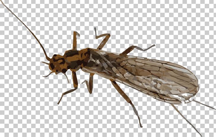 Stoneflies Ant Isoperla Mayfly Nymph PNG, Clipart, Ant, Arthropod, Colossus Of Rhodes, Fauna, Fly Free PNG Download