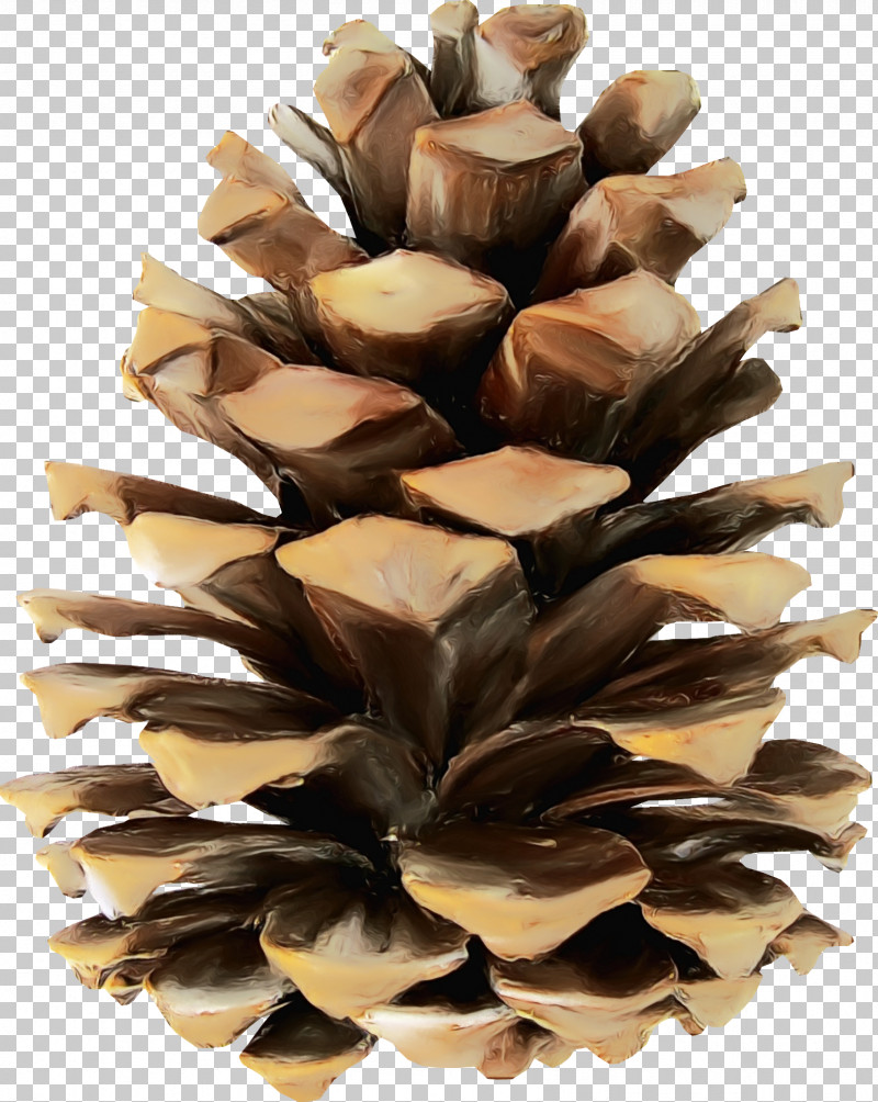 Conifer Cone Pine Wood Tree /m/083vt PNG, Clipart, Conifer Cone, Conifers, M083vt, Paint, Pine Free PNG Download