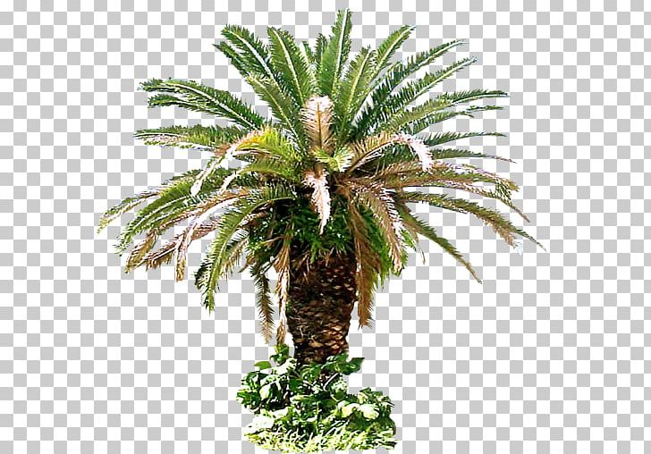 Arecaceae Tree Plant Sago PNG, Clipart, Arecaceae, Arecales, Art, Attalea Speciosa, Coconut Free PNG Download