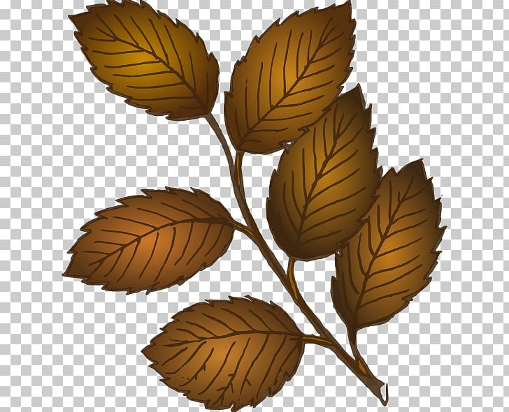Autumn Leaf Color Autumn Leaf Color PNG, Clipart, Autumn, Autumn Leaf Color, Branch, Branch Leaves Cliparts, Color Free PNG Download