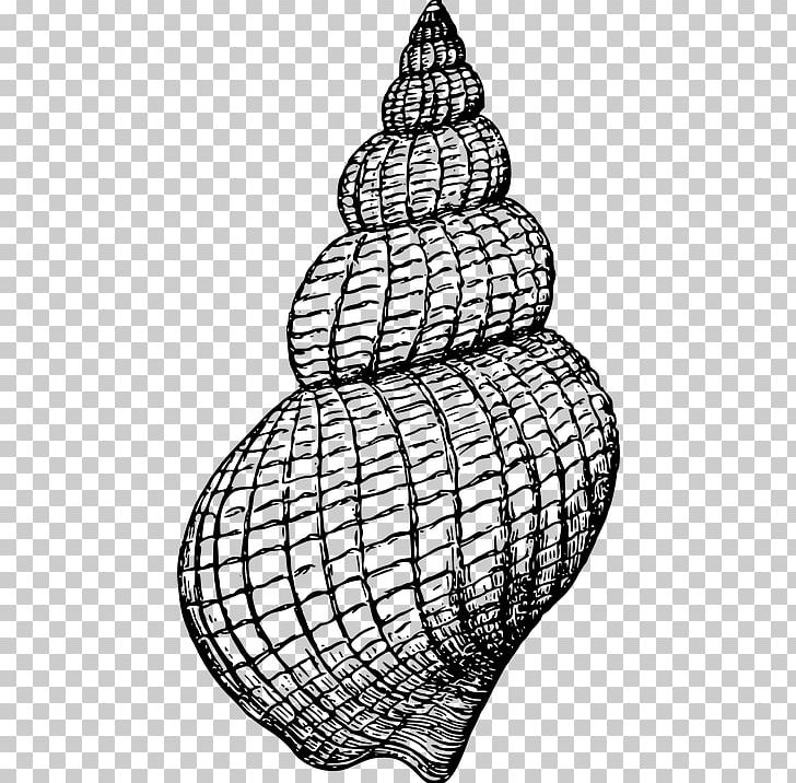Gastropods Seashell Gastropod Shell PNG, Clipart, Black And White, Clip Art, Coloring Book, Drawing, Fossil Free PNG Download
