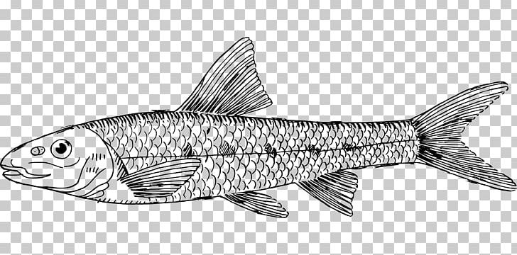 Gudgeon Fish Line Art Sardine PNG, Clipart, Animal, Animal Figure, Animals, Baiera, Brittany Dog Free PNG Download