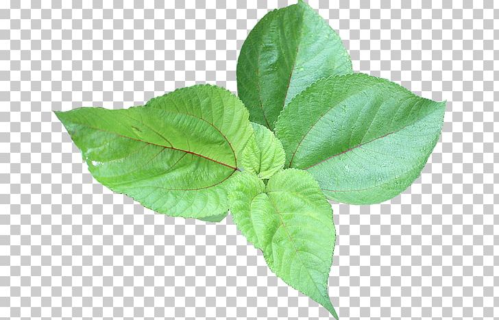 Leaf Vegetable Shower Gel Content PNG, Clipart, Basil, Content, Herb, Leaf, Leaf Vegetable Free PNG Download