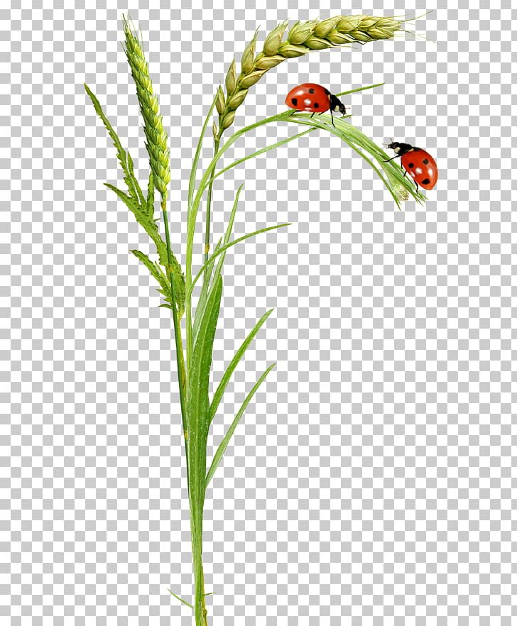 Beetle Portable Network Graphics Seven-spot Ladybird PNG, Clipart, Animal, Animals, Beetle, Coccinella, Commodity Free PNG Download