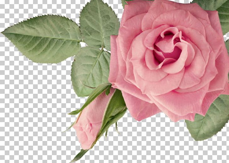 Belle's Waxing Kewarra Beach Garden Roses PNG, Clipart, Beach, Beauty Parlour, Belle, Cairns, China Rose Free PNG Download