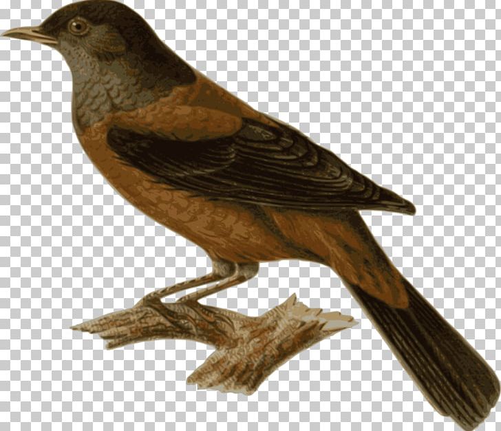 Bird Graphics Chestnut Thrush PNG, Clipart, Animal, Beak, Bird, Blackbird, Computer Icons Free PNG Download