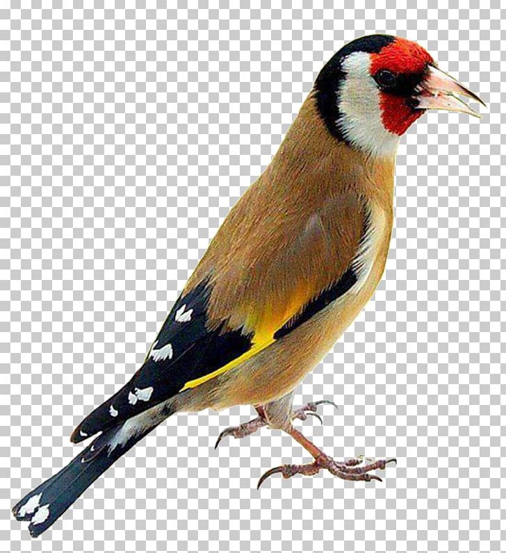 Lovebird Domestic Canary European Goldfinch Parrot PNG, Clipart, Animals, Atlantic Canary, Bird, Bird Vocalization, British Finches Free PNG Download