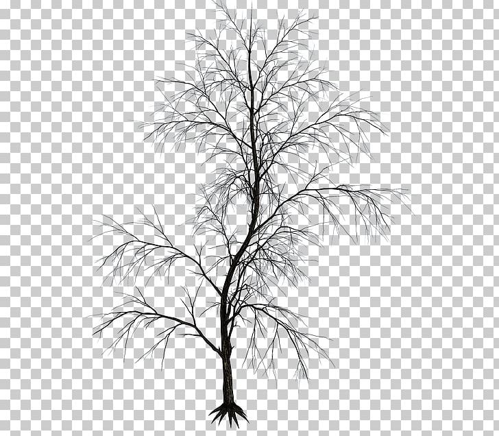 Twig Black And White Aesthetics Drawing PNG, Clipart, Aesthetics, Agac, Animals, Art, Black And White Free PNG Download