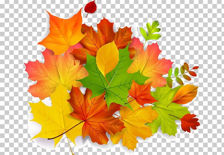 Maple Leaf Autumn PNG, Clipart, Autumn, Autumn Leaf Color, Autumn Leaves, Autumn Tree, Autumn Vector Free PNG Download