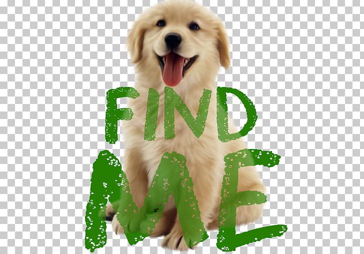 Puppy Golden Retriever Cat Poodle Pet PNG, Clipart, Animals, App, Carnivoran, Cat, Chew Toy Free PNG Download