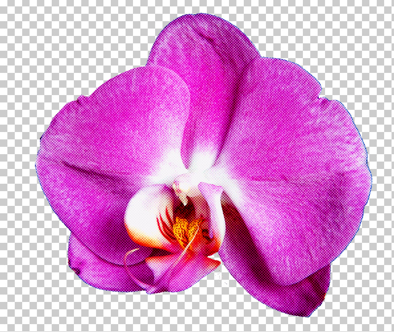 Flower Petal Violet Purple Plant PNG, Clipart, Flower, Magenta, Moth Orchid, Petal, Pink Free PNG Download