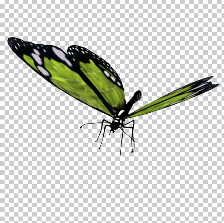 Brush-footed Butterflies Butterfly PNG, Clipart, 20 May, Brush Footed Butterfly, Butterflies And Moths, Butterfly, Digital Image Free PNG Download