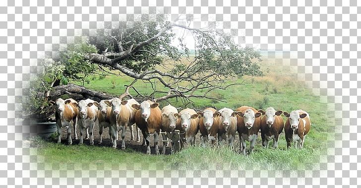 Simmental Cattle Fleckvieh Mustang Mammal PNG, Clipart, Cattle, Cattle Like Mammal, Cigosidade, Denmark, Fauna Free PNG Download